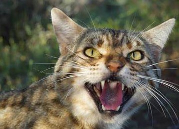 澳大利亚将实施“猫咪宵禁”，以保护本地动物（2023澳洲管控猫科动物）